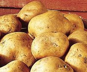 Kennebec Certified Seed Potatoes - 5 pounds - New crop 2015