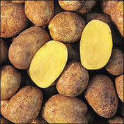 Yukon Gold Certified Seed Potatoes - 5 pounds - New crop 2015