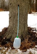 Maple Syrup Line 5/16" hose 24" long (taps sold separately)